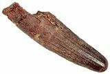 Fossil Spinosaurus Tooth - Real Dinosaur Tooth #350115-1